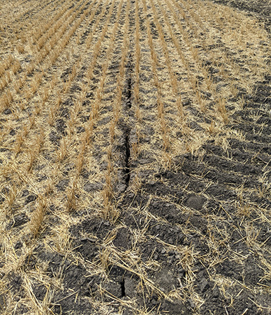 a soybean field with a large crack down it and tractor tire marks near the crack