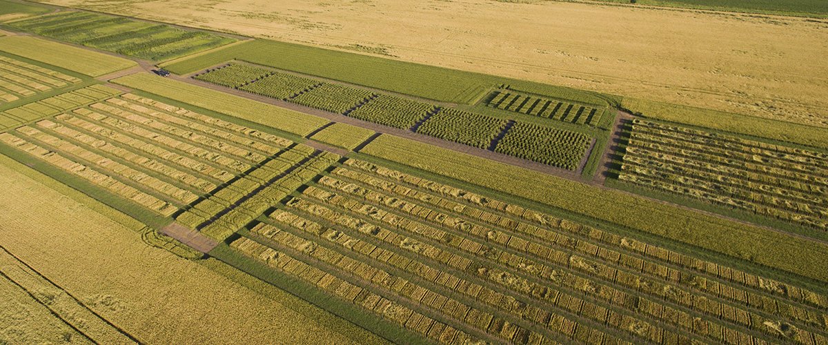 Aerial view of small grains plots