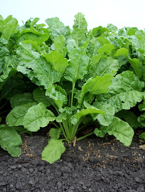 Sugarbeet plant in a field