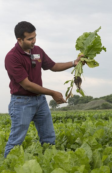 Man holding a sugarbeet in a field of sugarbeets